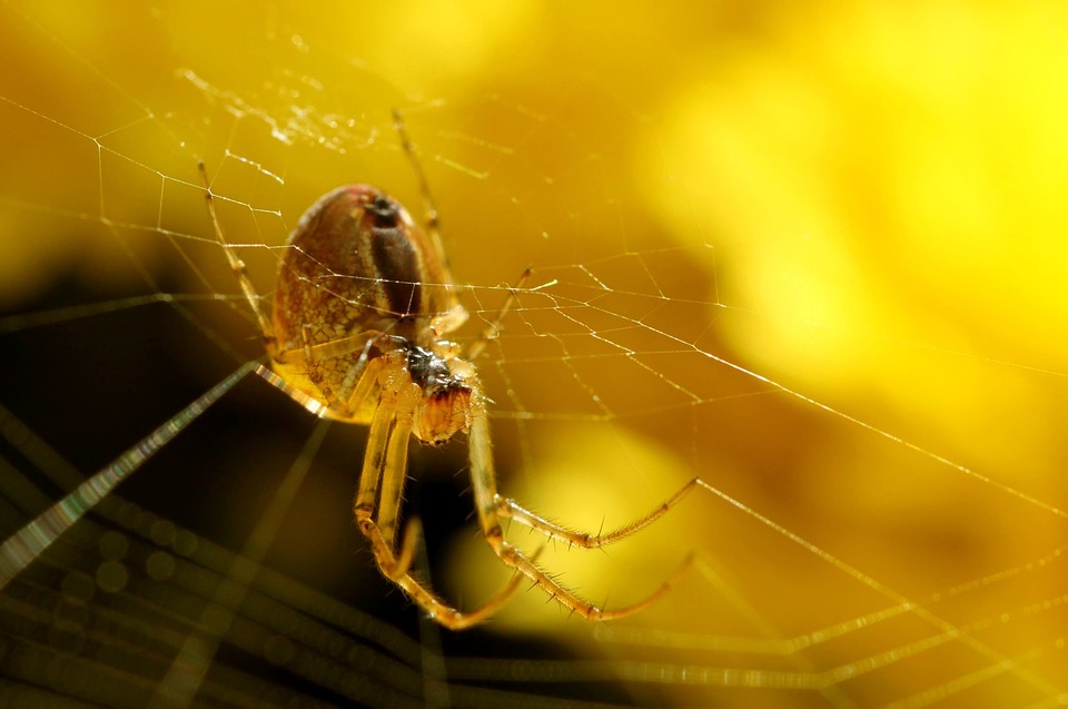 Finnish Researchers Develop Biodegradable Plastic Substitute Made From Spider Silk
