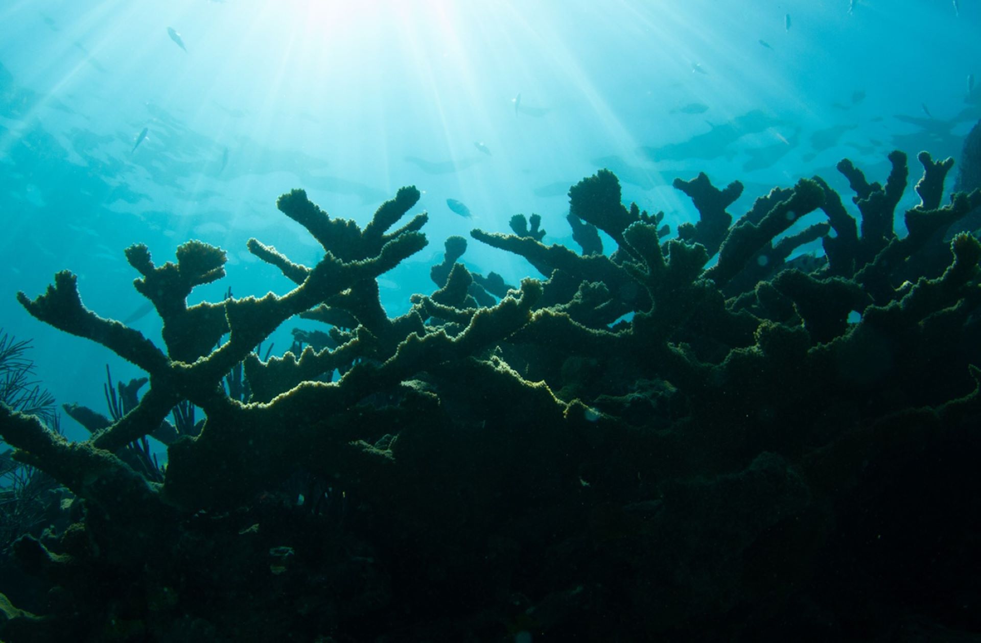 Scientists use unlikely ally to save Florida&#039;s coral reefs: &lsquo;The effect ... was rapid and dramatic&rsquo;