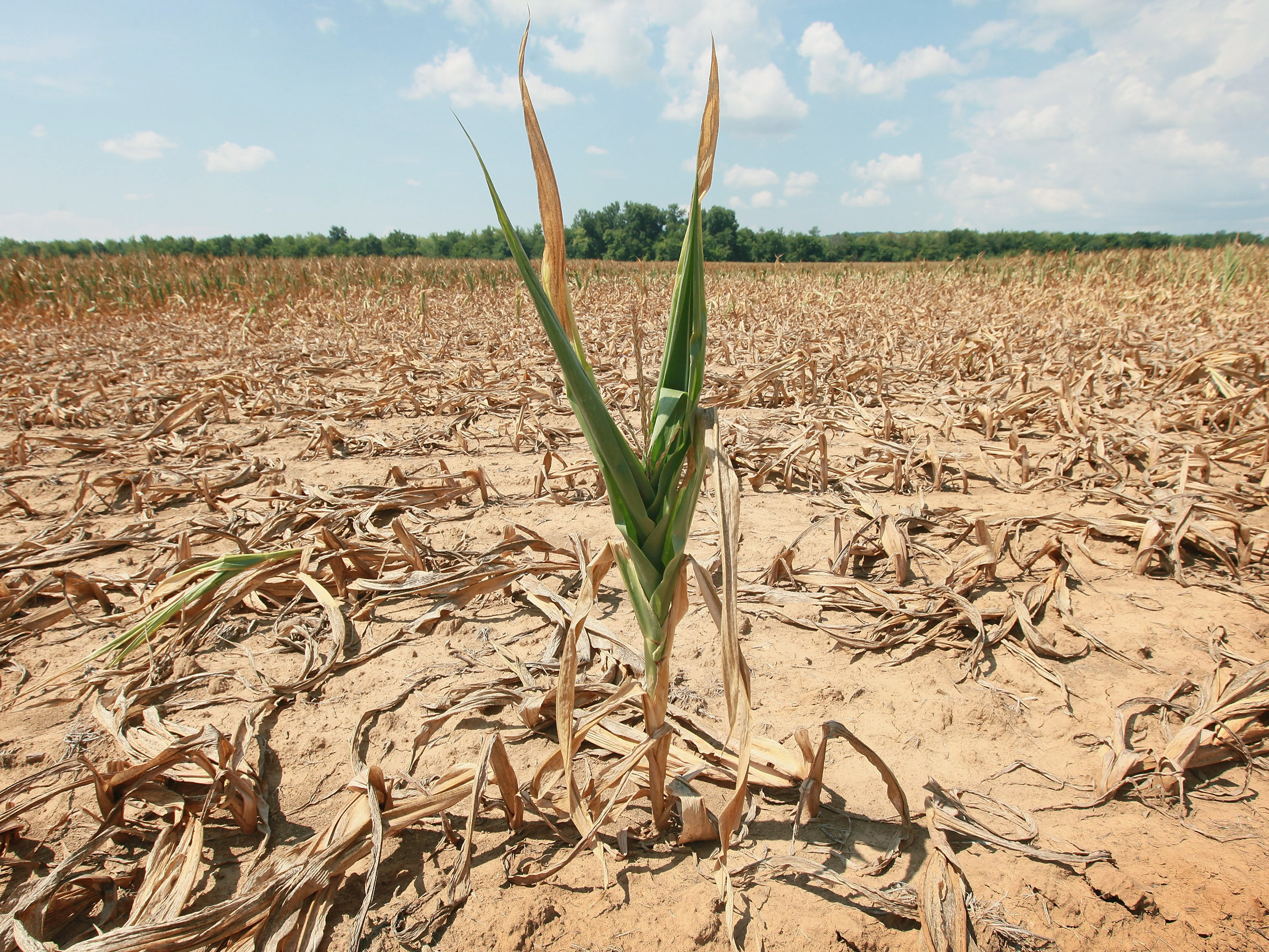 Genetic Engineering Helps Water Conservation