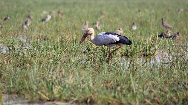 India&rsquo;s Unique Water Purification Wetland Could Soon Become ExtinctBy Manipadma JenaWorld Wetlands Day is on Sunday, Feb. 2. IPS senior corres...