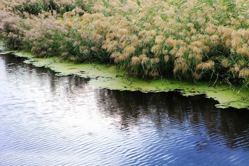 Nitrogen Boosts Wetland Reed