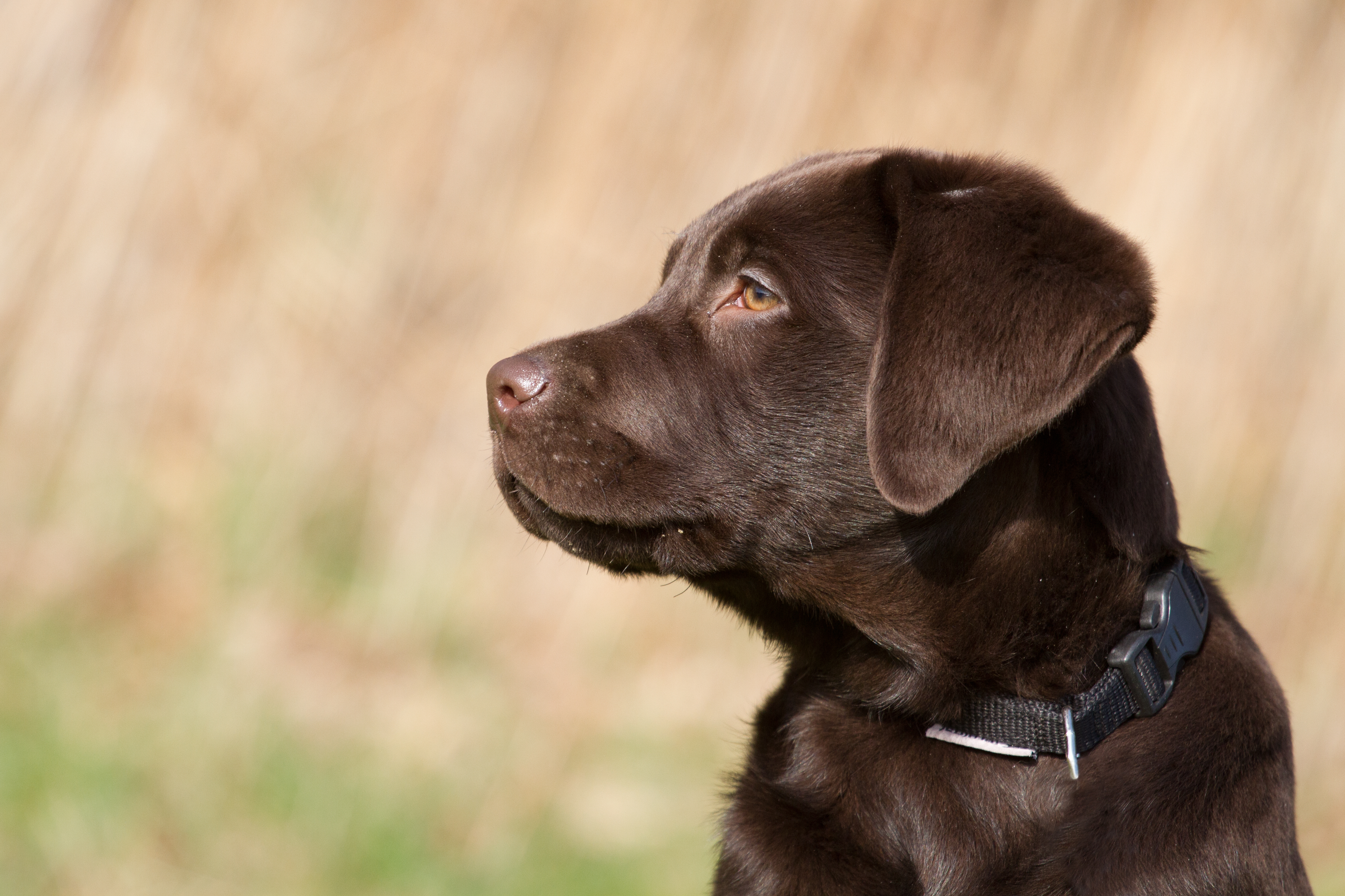 Dogs Trust site expansion demands treatment upgrade