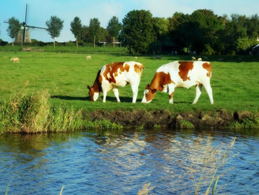 Dairy Farms Using Same Amount of Water as 60 Million People