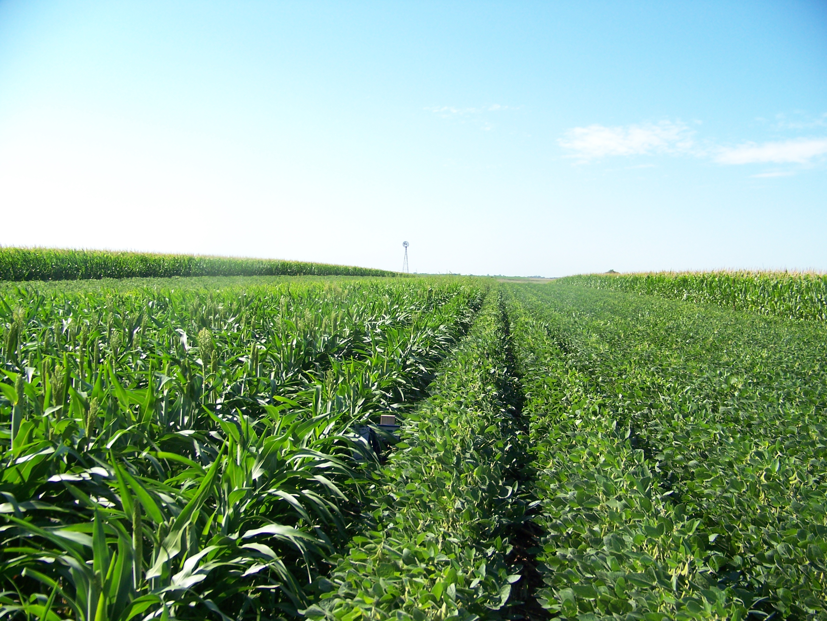 Hybrid Seeds for Water-Stressed Environment