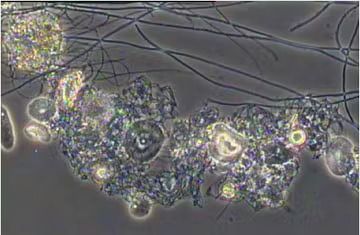 **Part 3: Troubleshooting Biological Processes in Wastewater Treatment Systems** 🔧### 1. Evaluate System Design and Operation 🏗️- **Veri...