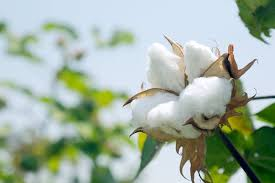 Experts Dispel Popular Cotton Statistics, Say More Context is Needed