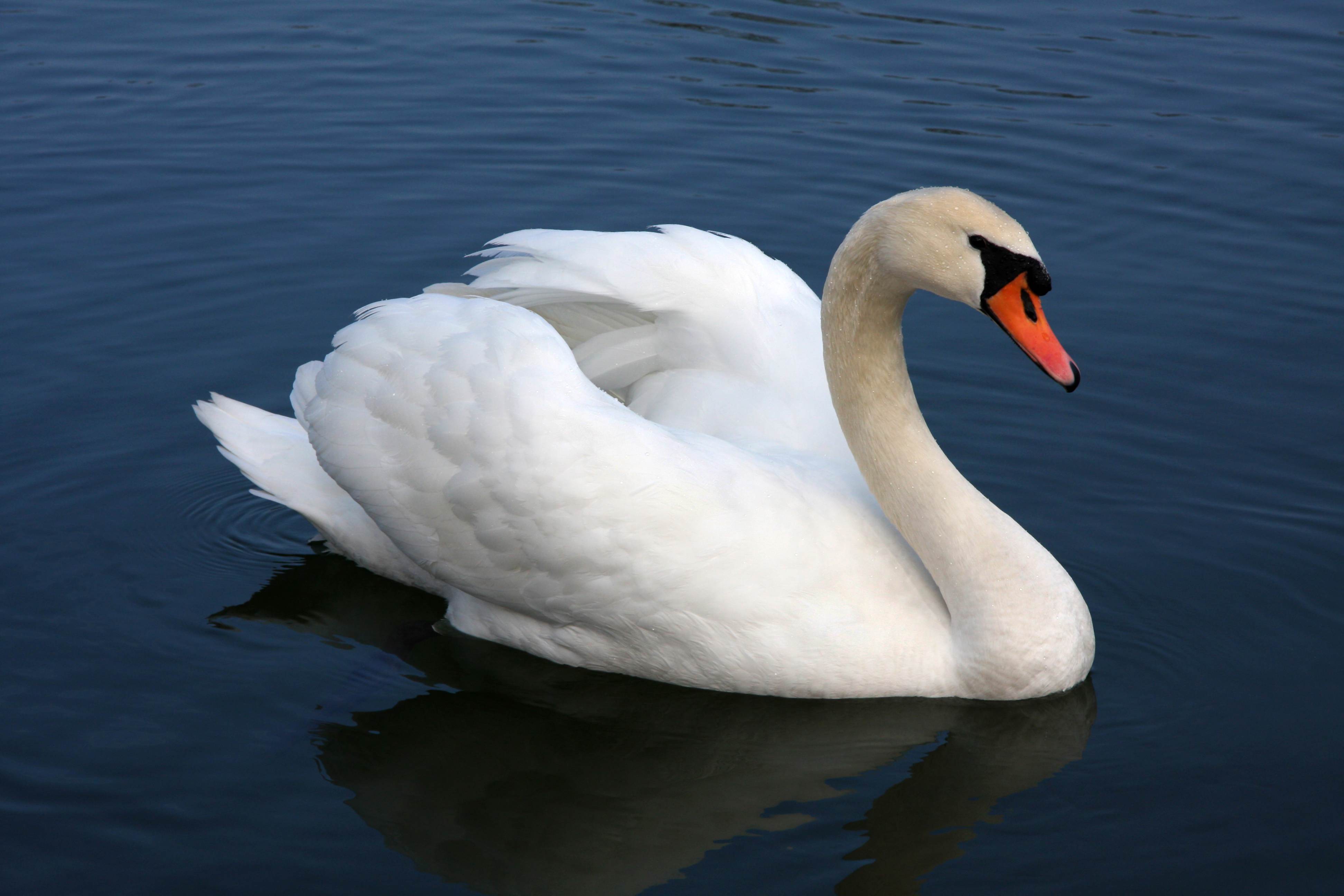 Robot Swans to Help Monitor Water Quality in Singapore’s Reservoirs