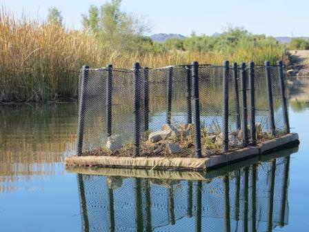 EPA Uses Floating Vegetated Islands to Remove Excess Nutrients from Water