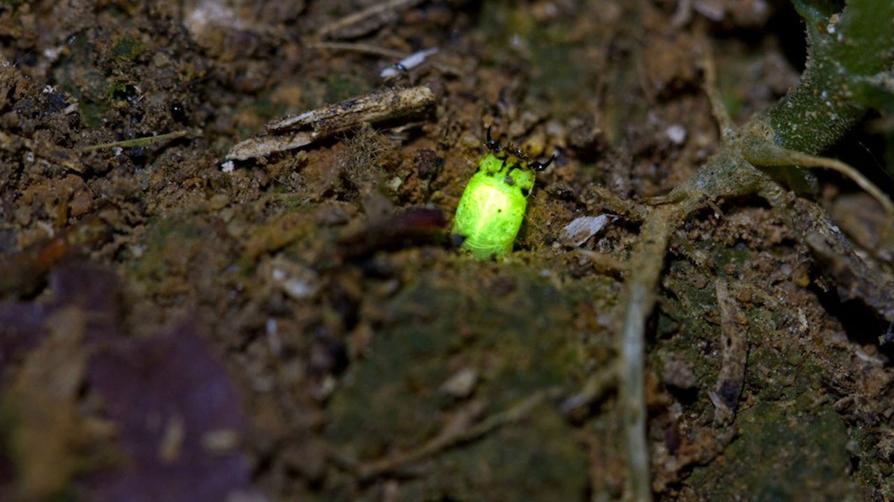 Glow-in-the-dark tampons cheap and effective at finding river