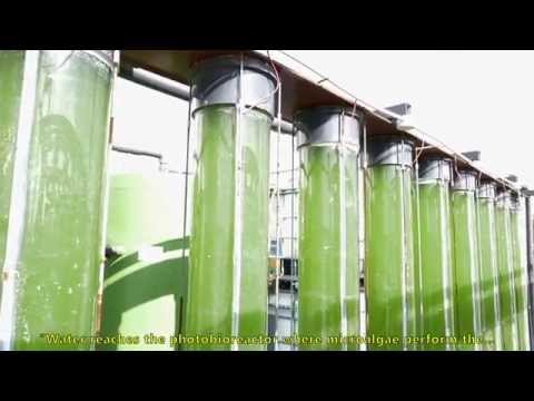 Olive Oil Water Treatment with Algae