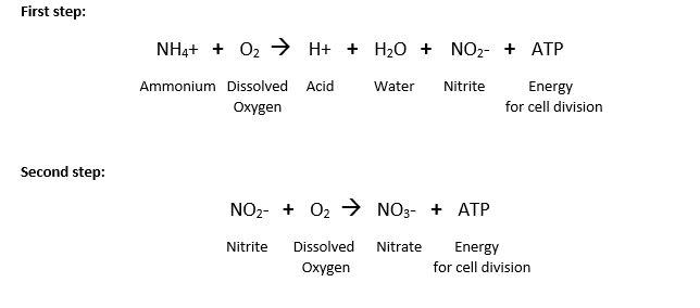 Beneficial Biofilm Bacteria in Wastewater Treatment