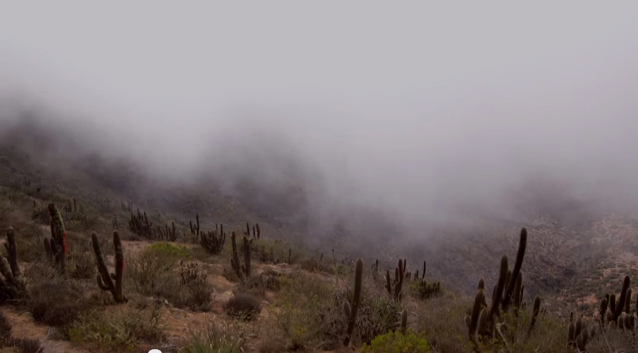 How fog harvesting can revive the driest places on earth