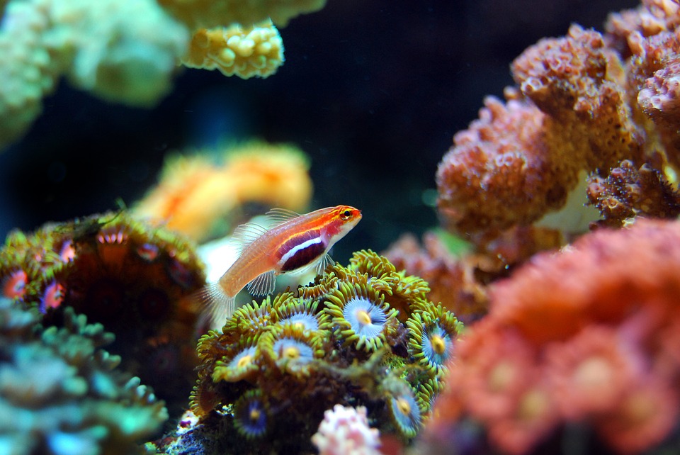How to Restore a Coral Reef: New Guidelines for Helping Corals Adapt to Changing Environment