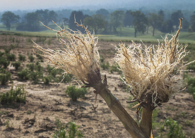 Redesigning roots to help crop plants survive hard times | Penn State University