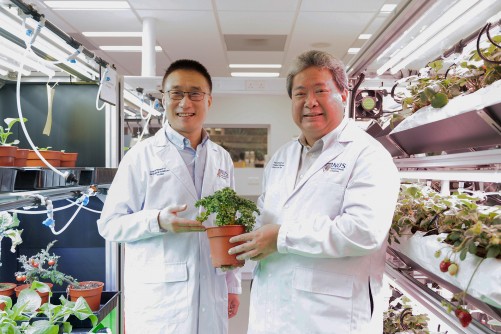 New NUS Research Centre on Sustainable Urban Farming seeks high-tech solutions to boost Singapore&rsquo;s food securityThe S$10 million centre bring...