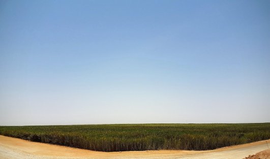 Constructed Wetland for produced water treatment