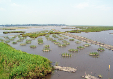 Alberta's Living Laboratory - Wetlands Project