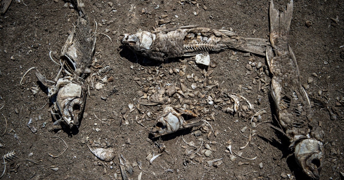 &#039;There is no water&#039;: A climate alarm as lake in Chile turns to a desert