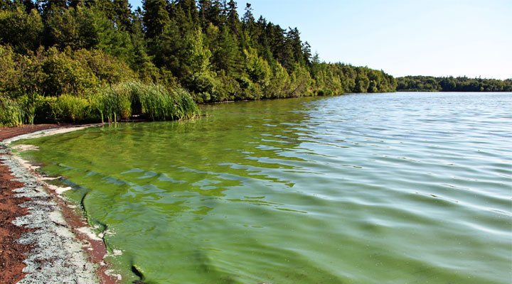 How to Prevent Algal Blooms: Algae control methods