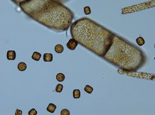 New research sheds light on early mechanisms driving diatom bloom formation