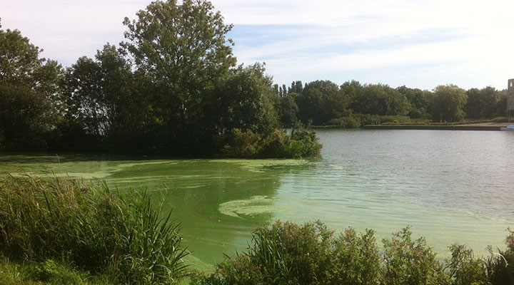 Nutrient Pollution and Algal Blooms: Causes and Solutions - LG Sonic
