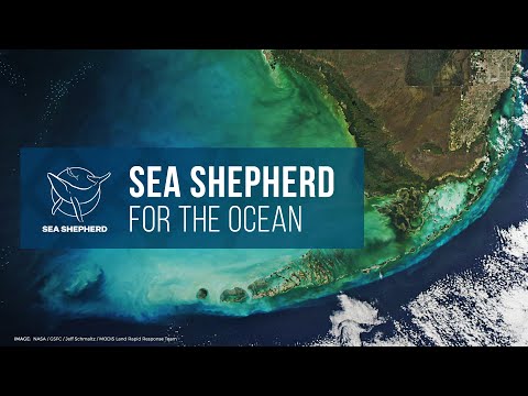 Sea Shepherd: For The OceanThe ocean is home to millions of incredible marine animals - from tiny phytoplankton to the colossal blue whale. But ...