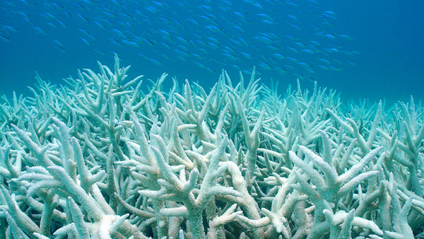 Great Barrier Reef Coral Bleaching Threat Increased