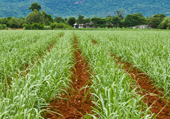 Satellite Shows Agricultural Slowdown in Latin America