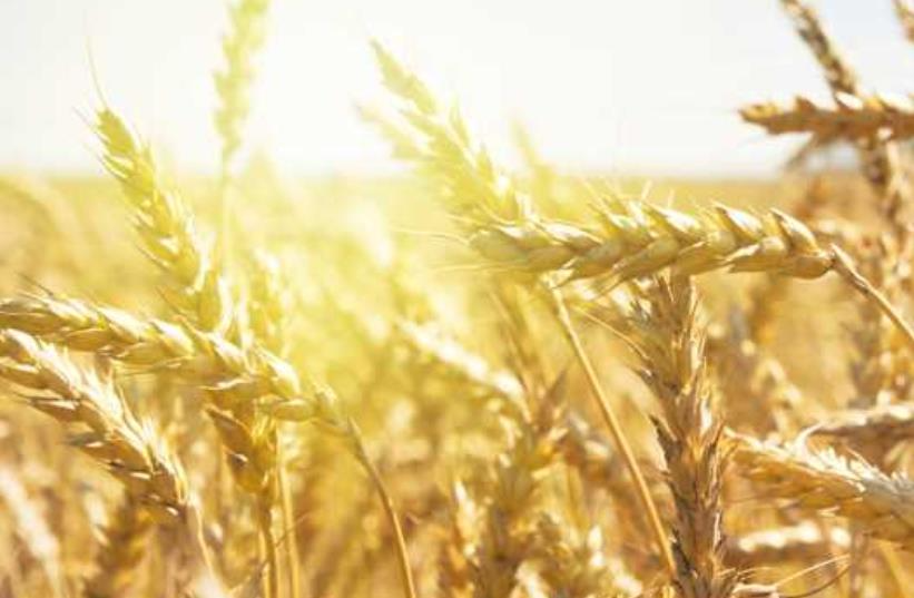 Grace Breeding boosts grain yield by 18% while cutting CO2 emissions