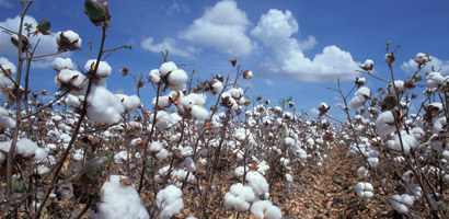 Cotton Irrigation App Helps Manage Water Usage