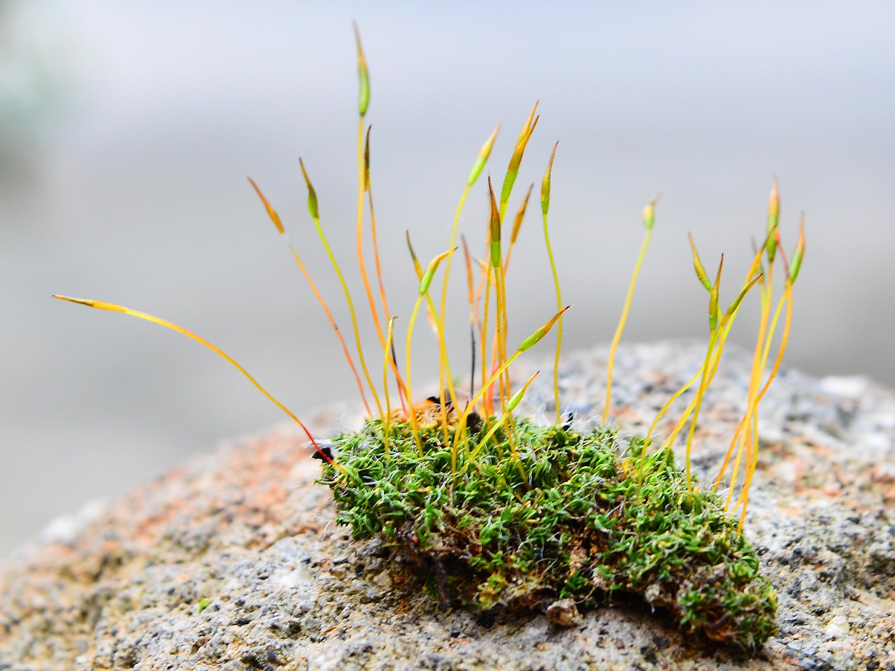 A Moss That Removes Lead (Pb) From Water