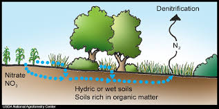 What is Denitrification?