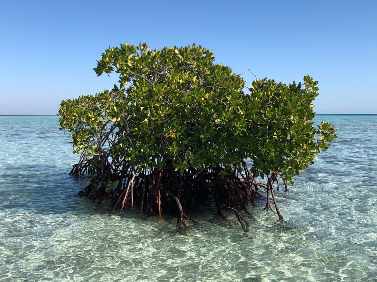 Magic of mangroves: The plant that sequesters more CO2 than rainforests