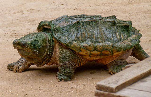 Alligator snapping turtles are the largest river turtles in North America, weighing in at up to 200 pounds and living almost a century.The scien...