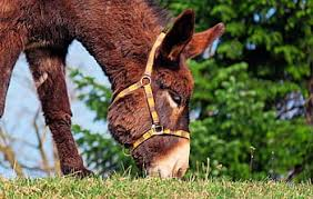 New water works to benefit 80,000 working equines in Ethiopia