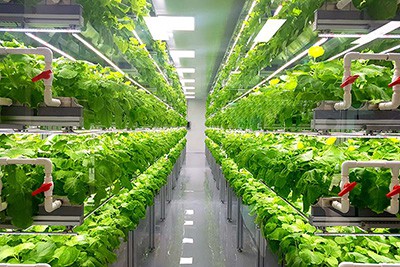 Helping the Vertical Farming Industry Reach New Heights