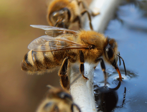Cleaning Up Water That Bees Like to Drink