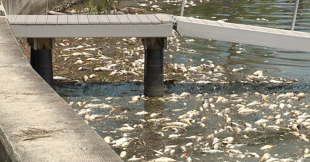 Scientists turning Red Tide into ready to use fertilizer in Southwest Florida