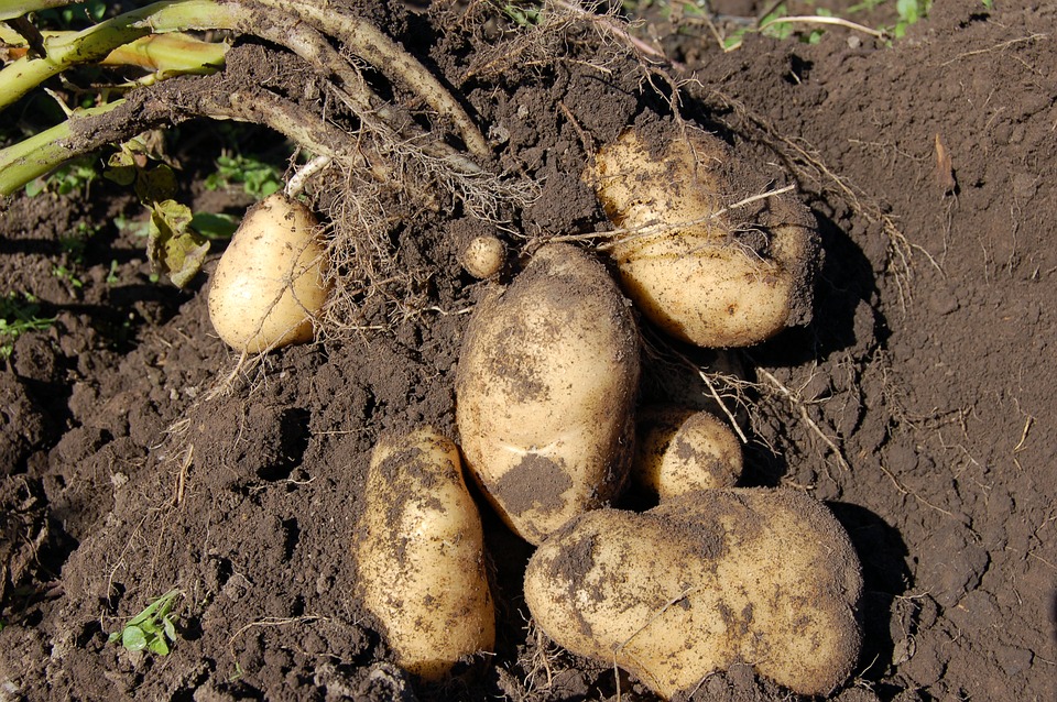 Tesco Project to Help Potato Growers Protect the Soil and Waterways