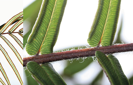 How One Fern Can Soak Up So Much Arsenic – and Not Die