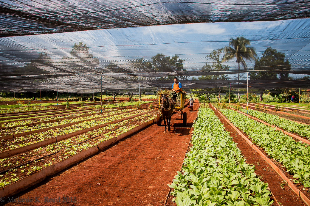 Canada could learn from Cuba&rsquo;s sustainable agricultureCuba has more than 380,000 urban farms producing 1.5 million tons of vegetables each yea...