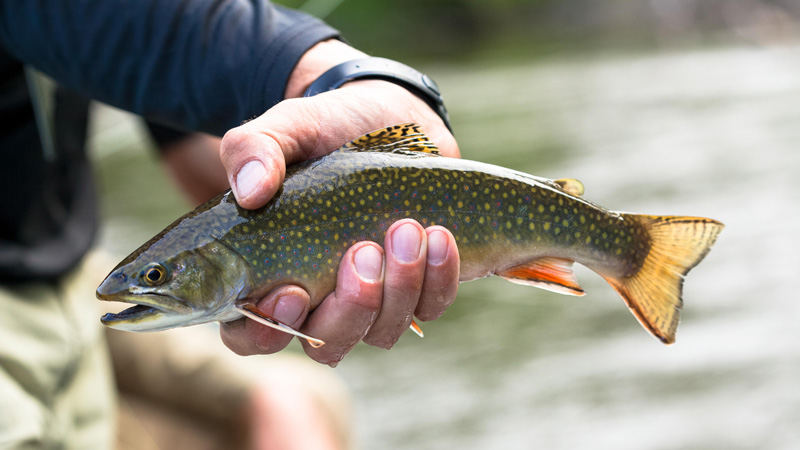 To Fish or Not to Fish: Using Real-Time Data to Protect Trout Populations