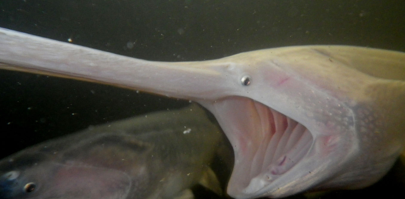 What can fish mouths teach us about engineering clog-free filters?