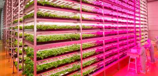 Largest Indoor Farm