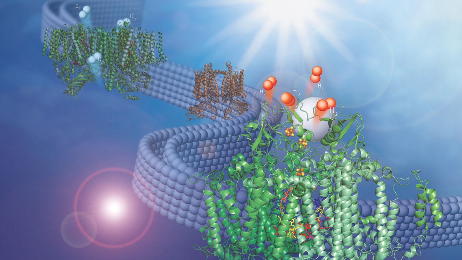 Discovery Adapts Natural Membrane to Make Hydrogen Fuel From Water