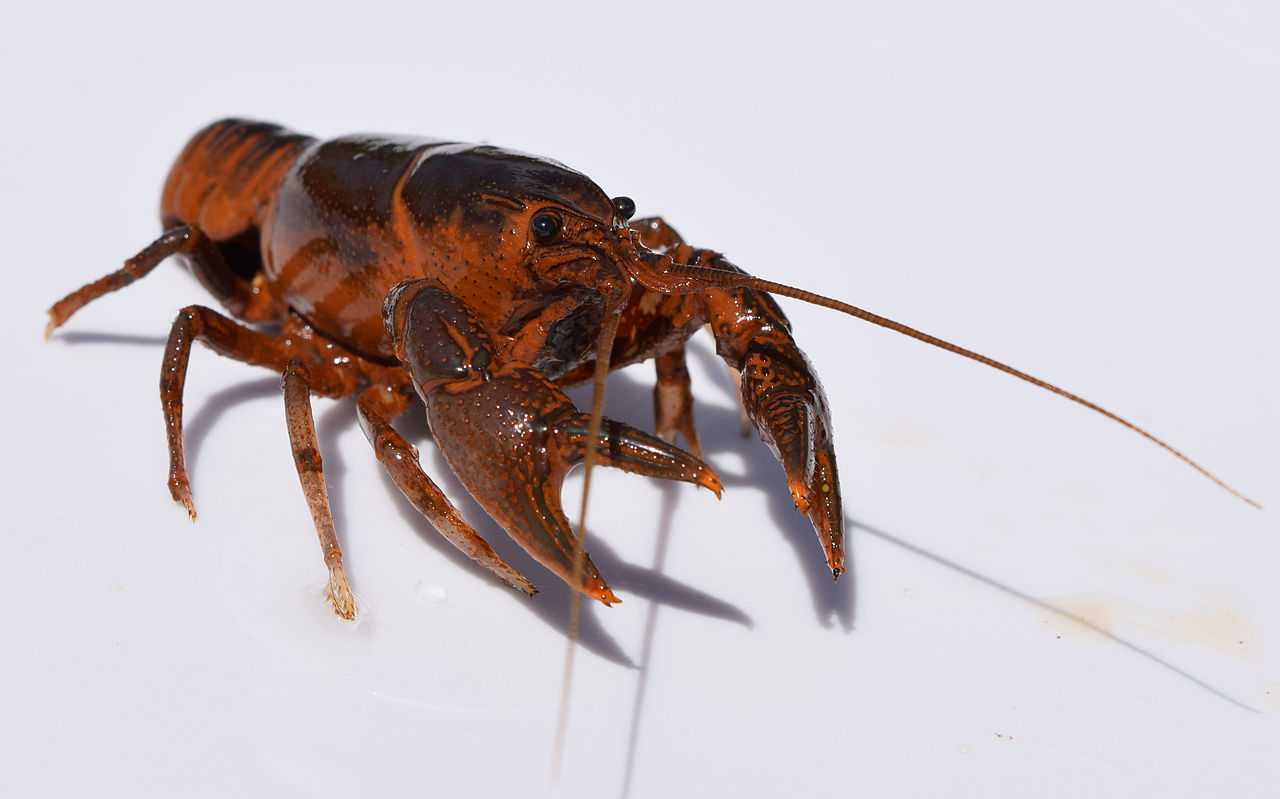 Crayfish Staff Help Czech Brewery Keep its Water Pure