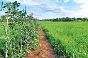 Revolutionising paddy cultivation in Sri LankaFor centuries, rice has been the heartbeat of Sri Lankan agriculture, with over one million hectar...