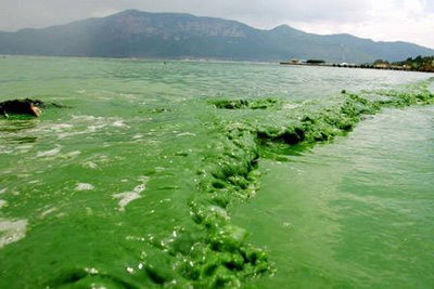 App Shows Level of Algae in Water