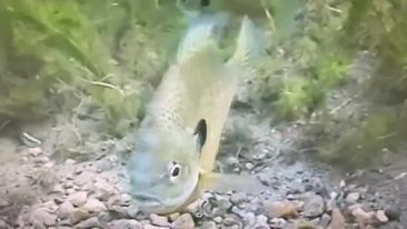 Nancy Washburne, the Pioneer of Freshwater Discovery in Michigan, videoed this gorgeous bluegill during spawning season at the end of April. You...