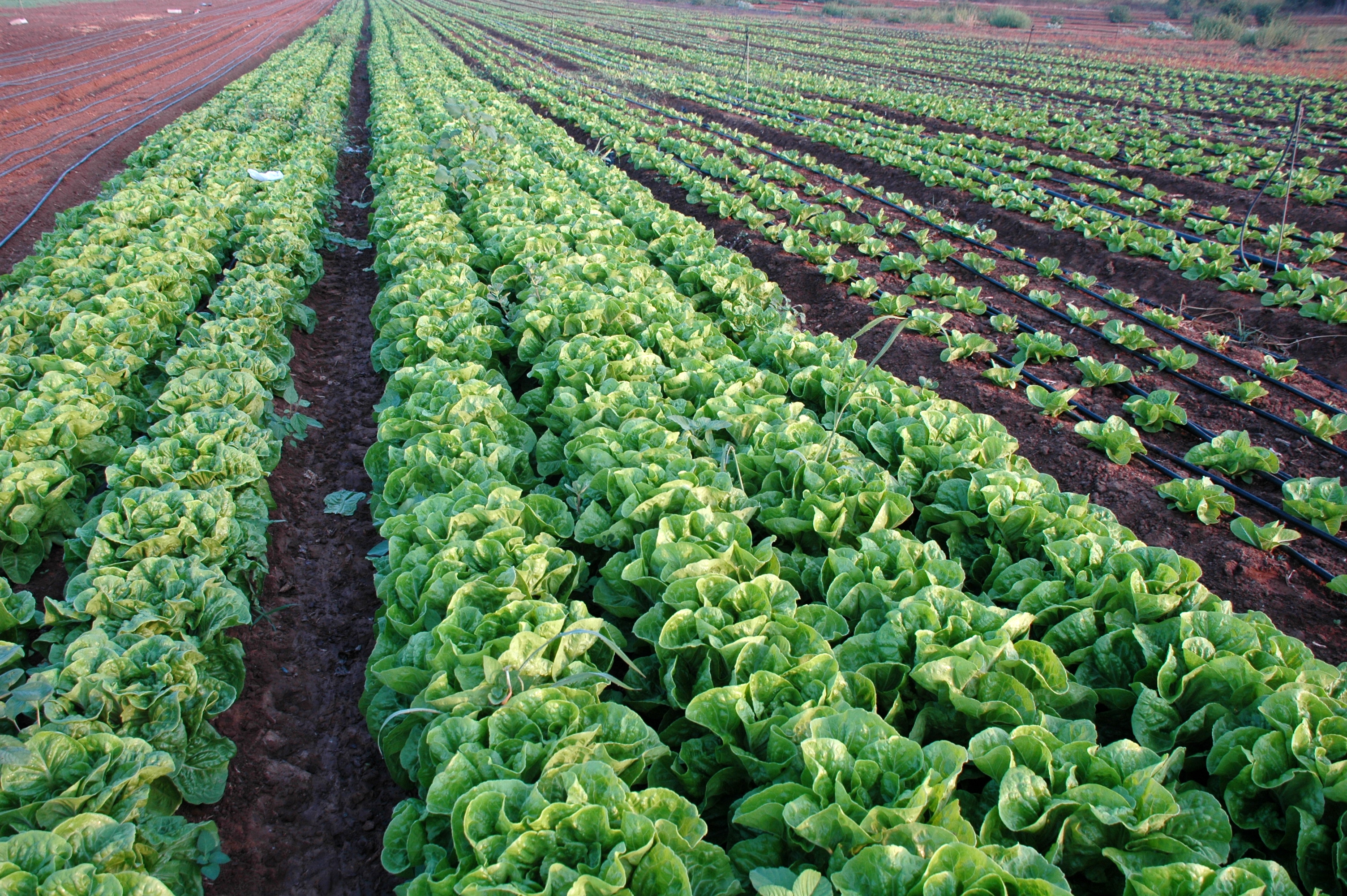 Biofertilizers Market Size By Application (Soil Treatment, Seed Treatment) Forecast, 2015 – 2022